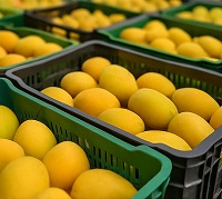 Golden Harvest, Bitter Roots - Feature Article Thumbnail