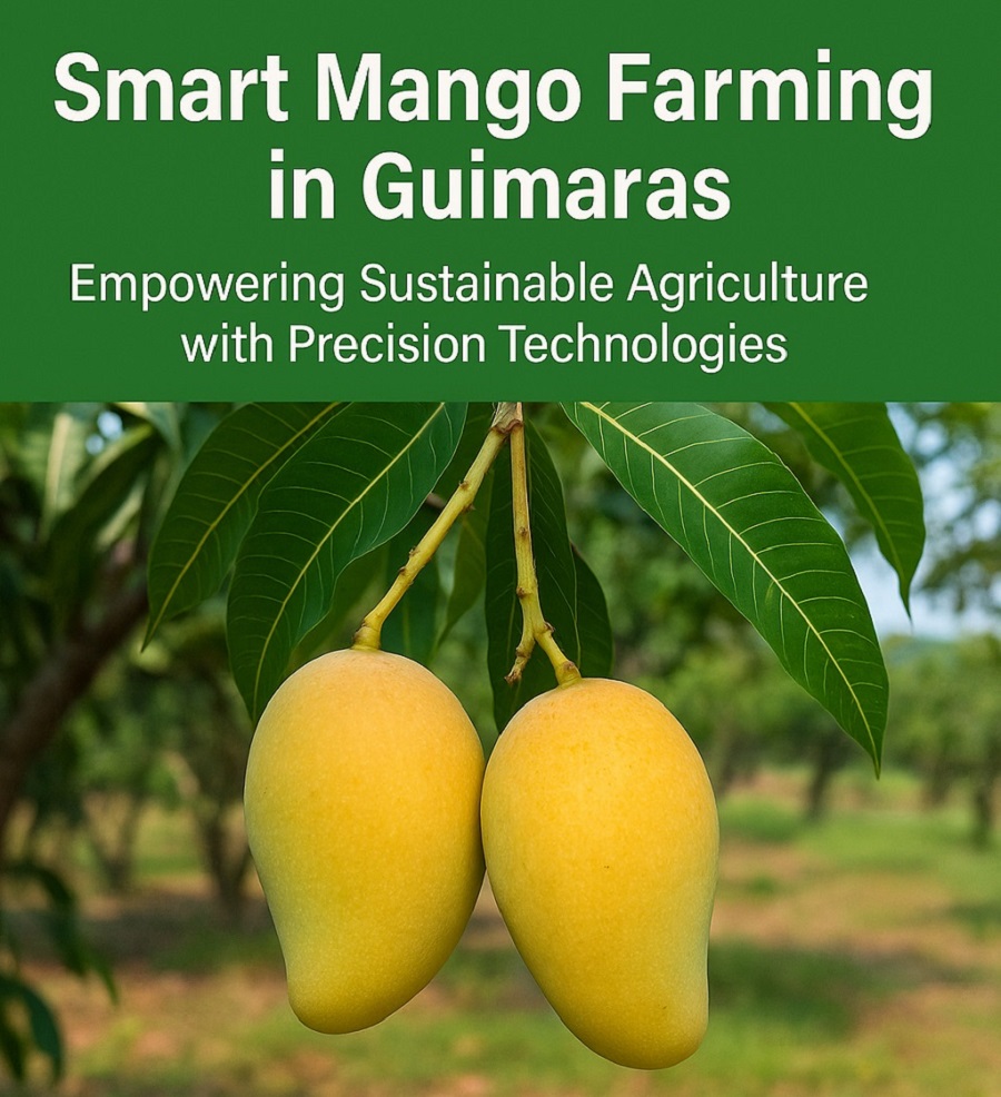 Snart Mango Farming in Guimaras